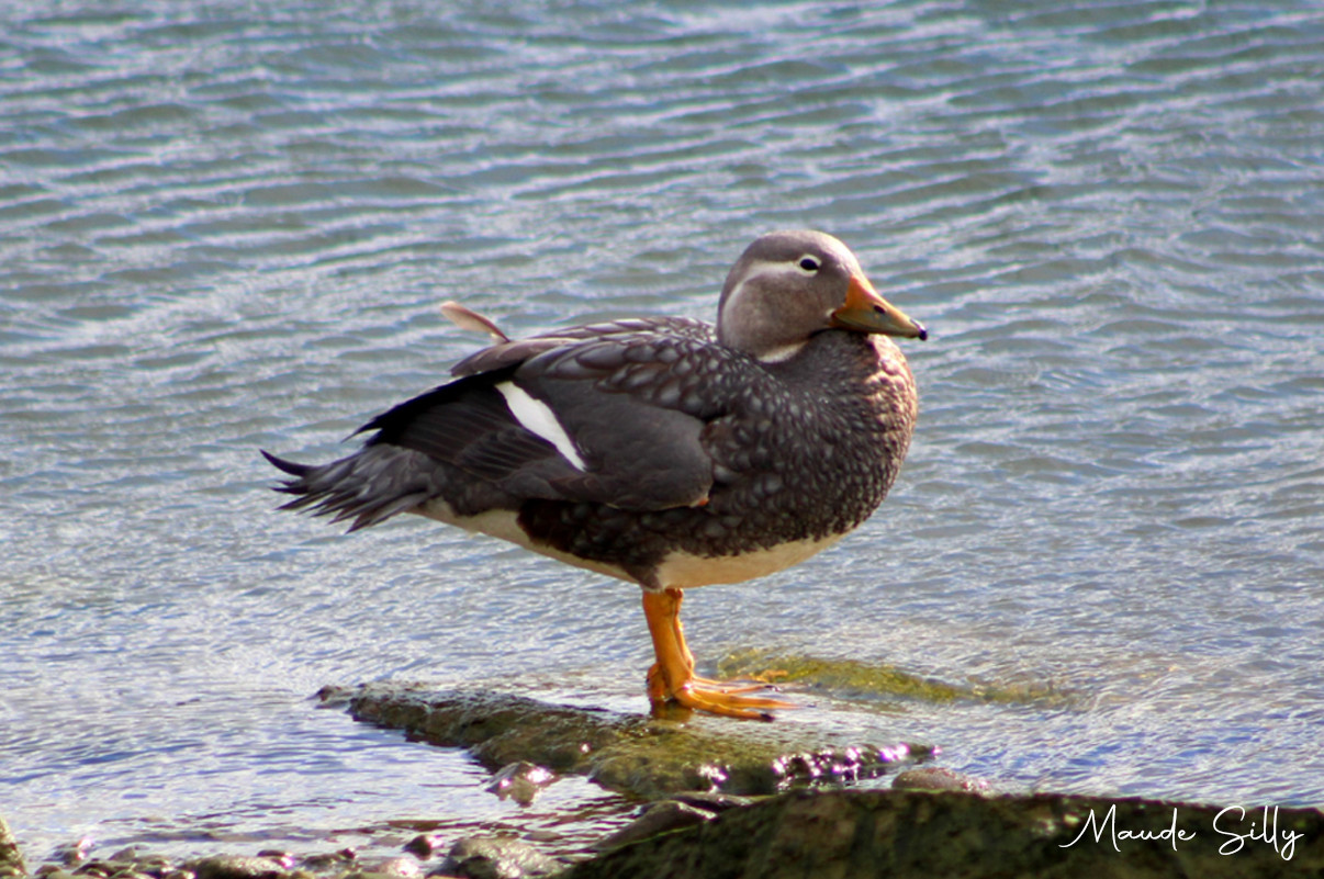 image Flying Steamer-Duck